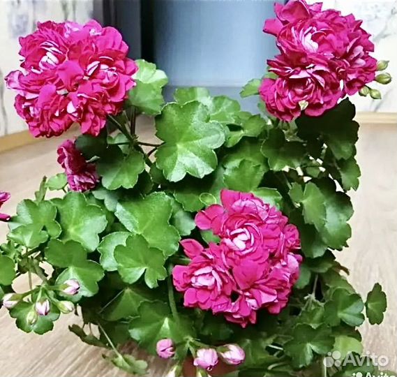 Пеларгония герань сортовая