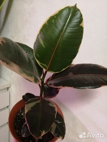 Фикус Белиз