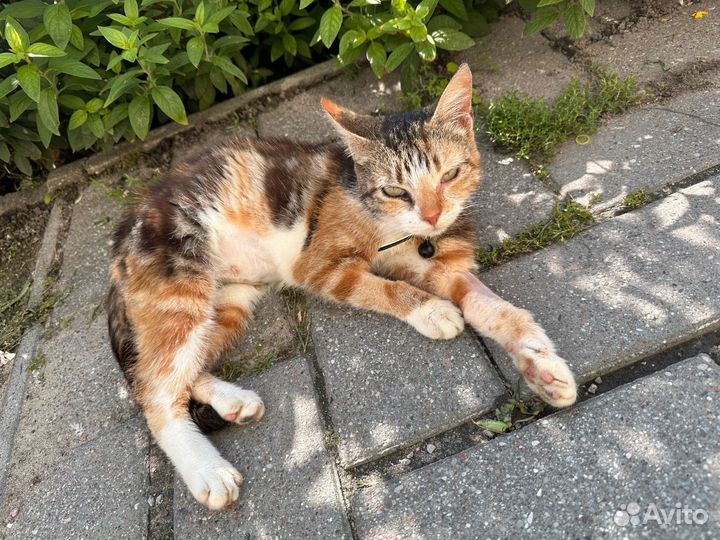 Кошка ищет дом