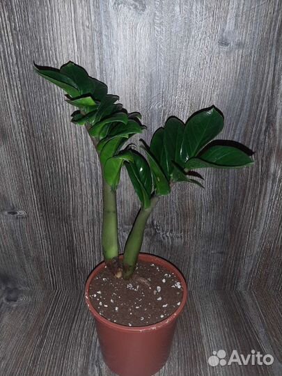 Комнатные растения цветы