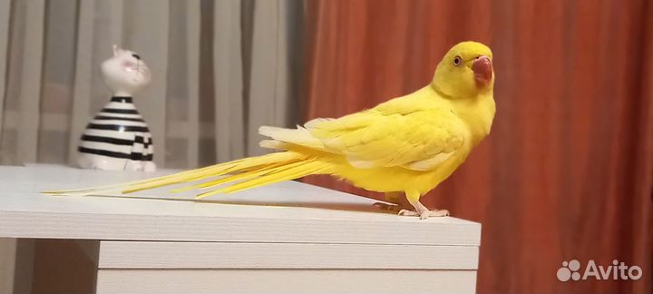 Пара ожереловых попугаев Крамера