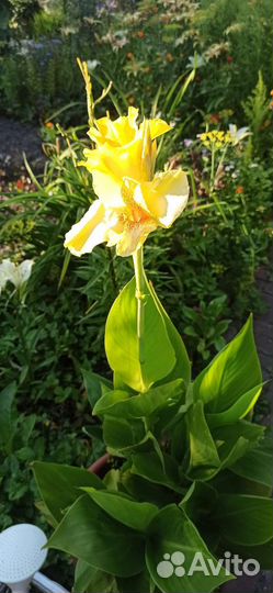 Цветы канны