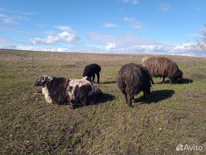 Баран, овца с ягнёнком, курдючные