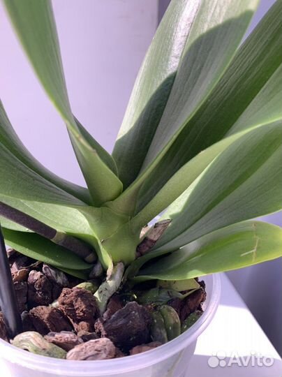 Орхидея Кимоно 70см