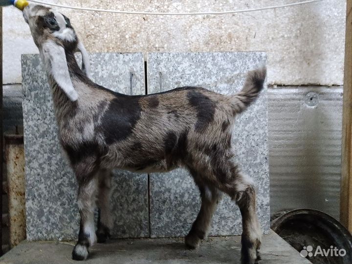 Гуси, козлята