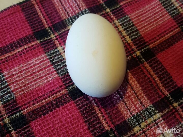 Яйцо домашнее