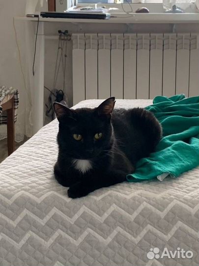 Очень нужен дом тихому Степану