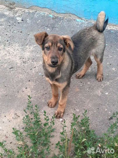 Щенки в добрые руки