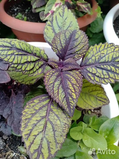 Черенки колеуса