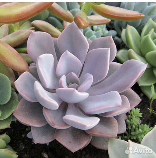 Echeveria Fiona, эх. Деби-суккуленты