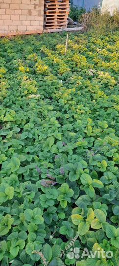 Рассада клубники