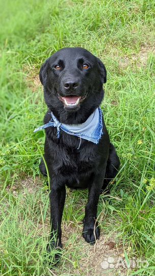Двортерьер, похожая на лабрадора, но меньше