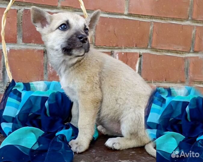 Щенок-девочка Кукла в дар