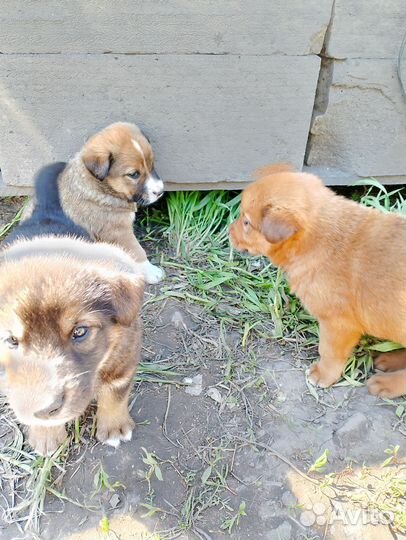 Щенки