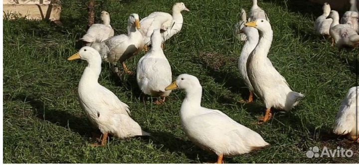 Утка оптом от производителя