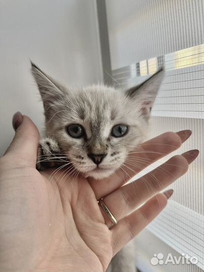 Белый котенок девочка