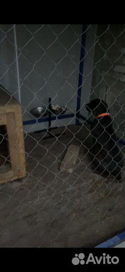 Вязка курцхаар