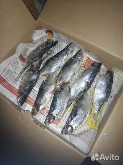 Вобла вяленая с икрой