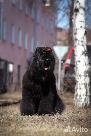 Русский Чёрный Терьер Щенки