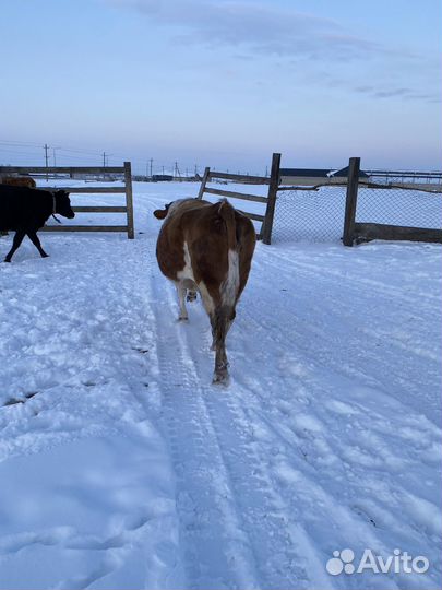Корова дойная