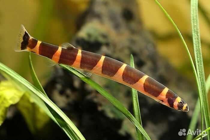 Попугаи,Сомы,Боции,Скаты,Змеегол, Коридор.Скалярия