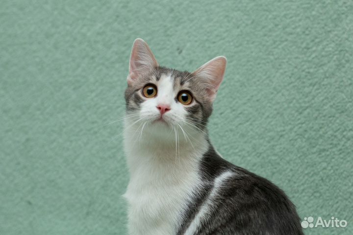 Котик, мальчик в добрые руки