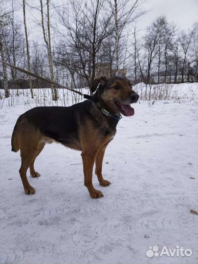 Умка ищет семью (Собака из приюта)