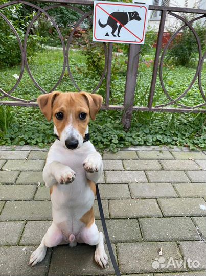 Вязка/случка кобель джек рассел