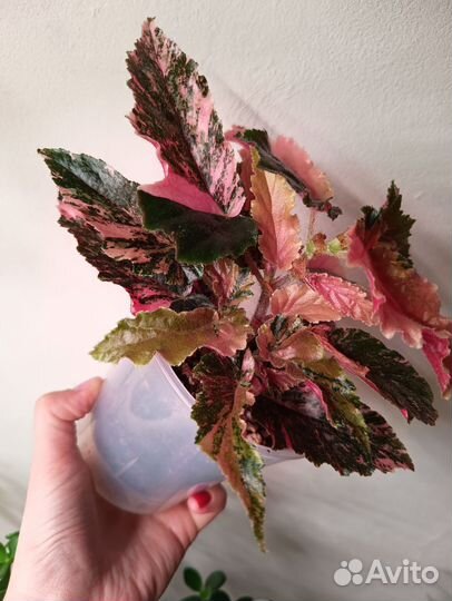 Бегония Ginny Galaxy