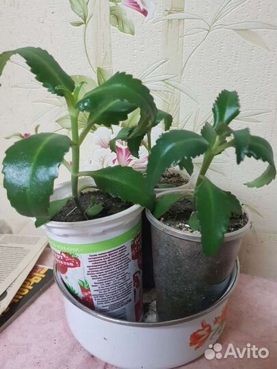 Каланхоэ лечебное