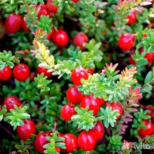 Клюква саженцы