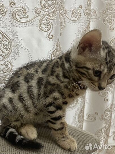 Бенгальская кошка