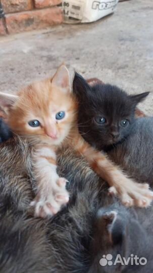 Котята в добрые руки