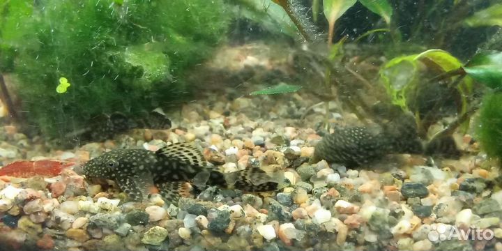 Сомики анциструсы,креветки вишня