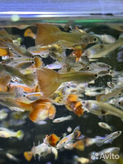 Рыбки гуппи