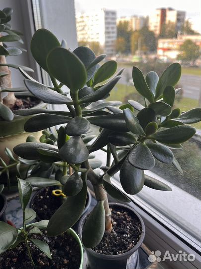 Крассула (толстянка) - денежное дерево