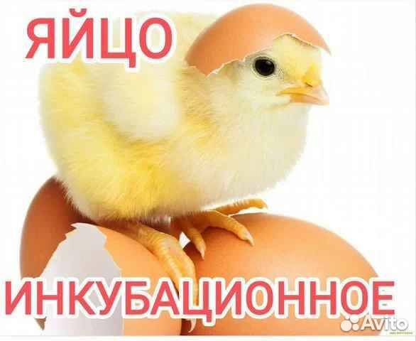 Инкубационное яйцо с доставкой по РФ
