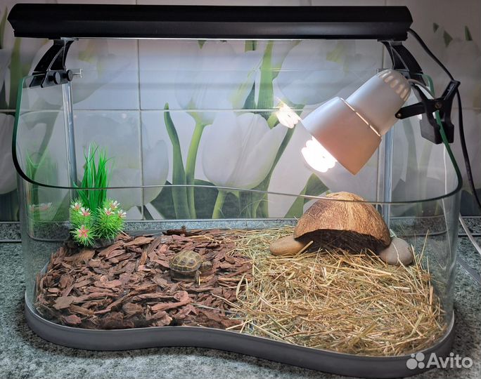 Черепаха сухопутная маленькая с Террариумом и Ламп