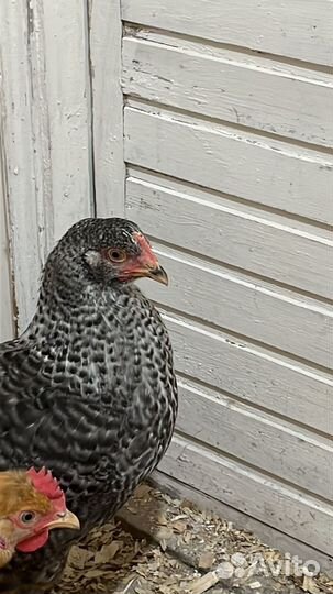 Яйца куриные домашние