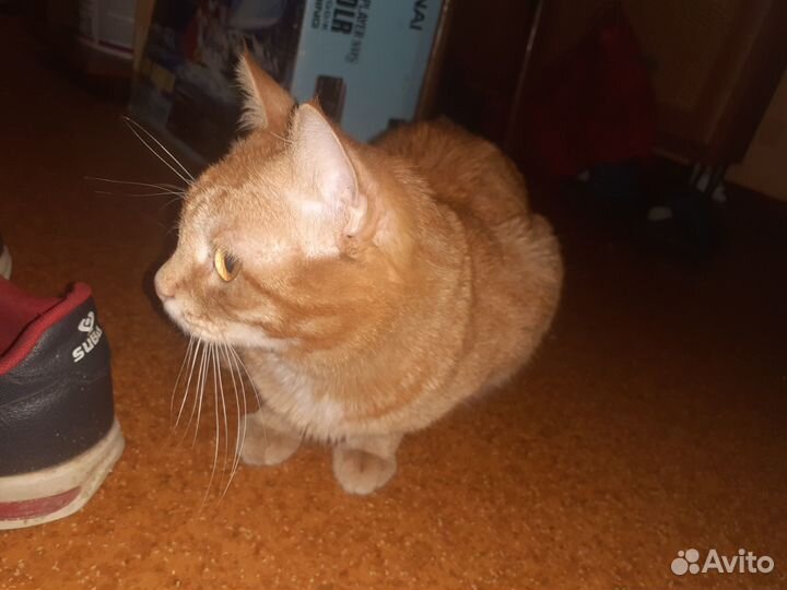 Отдам молодого кота рыжик и д еще