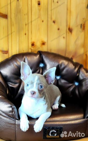 Лиловый мальчик чихуахуа