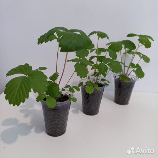 Фикус эластика тинеке