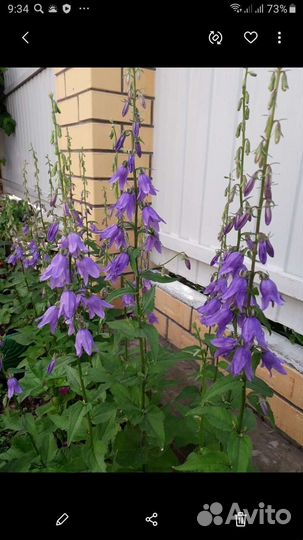 Колокольчик,гелиопсис.Продам деленки