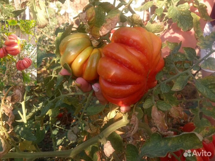 Сибирская гармошка помидор из СССР