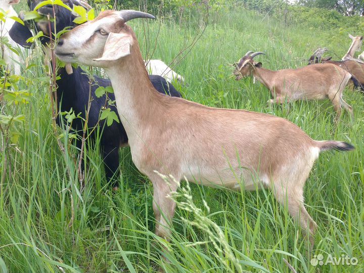 Продаются козы