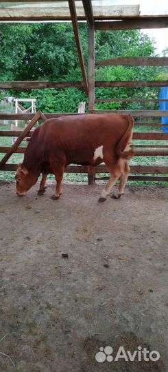 Быки на племя