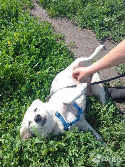 Небольшой собачке Снежке нужна семья