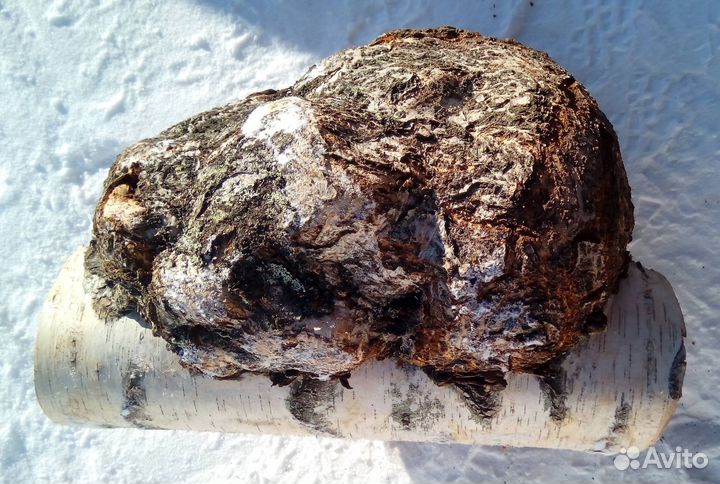 Сувель берёзовый