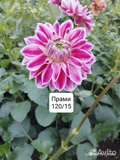 Георгина многолетняя корни