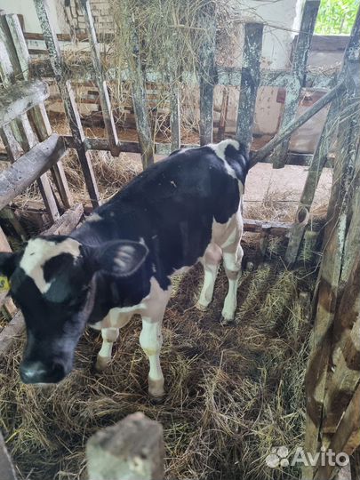 Телята бычки